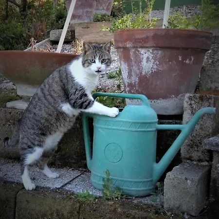 Appartement Casa Civetta *